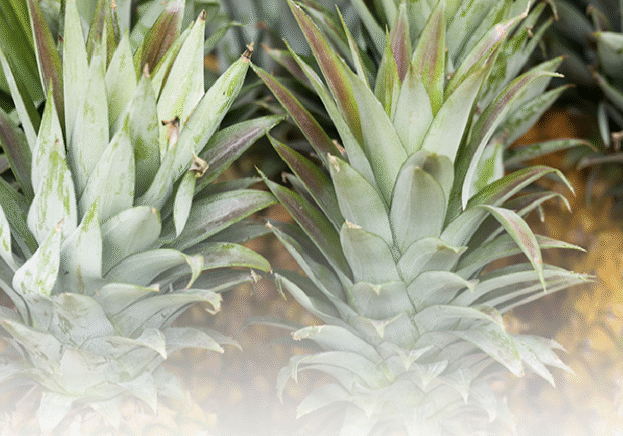 Screen Shot 2023-12-01 at 6.04.11 AM